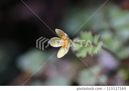 Dichocarpum trachomatis（東極鯖魚的尾巴） 113117169
