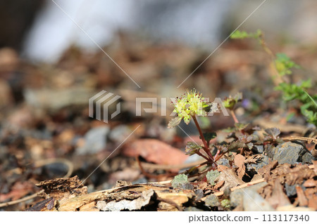 Nikkokonomesou 113117340