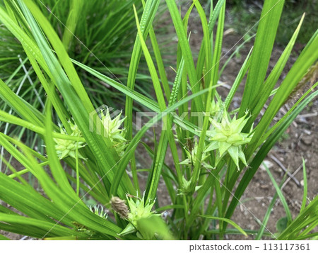 卡雷克斯·格雷 卡雷克斯·格雷 113117361