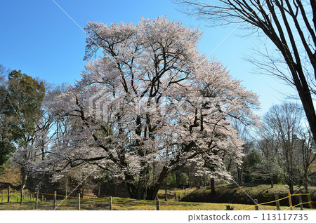 Ujikunizakura, Hachigata Castle Cherry Blossoms, Hachigata, Yorii Town, Osato District, Saitama Prefecture Ujikunizakura, Hachigata Castle Cherry Blossoms, Hachigata, Yorii Town, Osato District, Saitama Prefecture 113117735