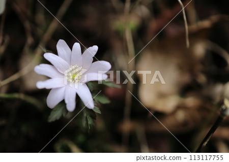 海葵pseudoaltaica 113117755