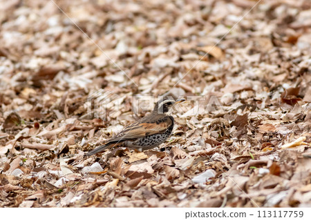 Thrush walking in fallen leaves Thrush walking in fallen leaves 113117759