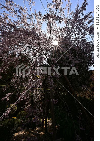 春天櫻花盛開的文寶寺 113117855