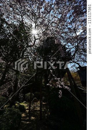 春天櫻花盛開的文寶寺 春天櫻花盛開的文寶寺 113117861