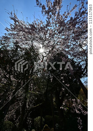 春天櫻花盛開的文寶寺 春天櫻花盛開的文寶寺 113117863