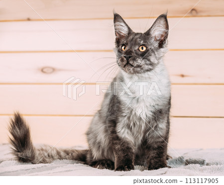 Funny Curious Black Silver Tabby Maine Coon Cat Sitting At Home Sofa. Coon Cat, Maine Cat, Maine Shag. Amazing Pets Pet. Cat Copy Space Wooden Background. Portrait On Woods Backdrop. Panorama 113117905