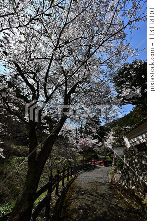 Bunpoji Temple in spring with cherry blossoms in bloom 113118101