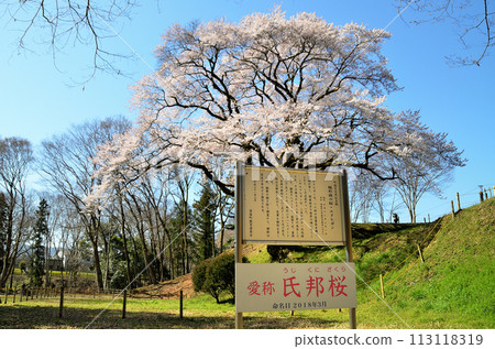 埼玉縣大里郡寄居町八方八方城櫻花 埼玉縣大里郡寄居町八方八方城櫻花 113118319