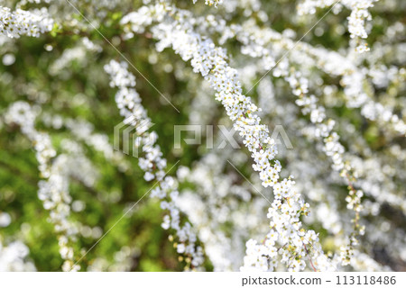 Yuki willow white flowers small flowers spring flowers spring material Yuki willow white flowers small flowers spring flowers spring material 113118486