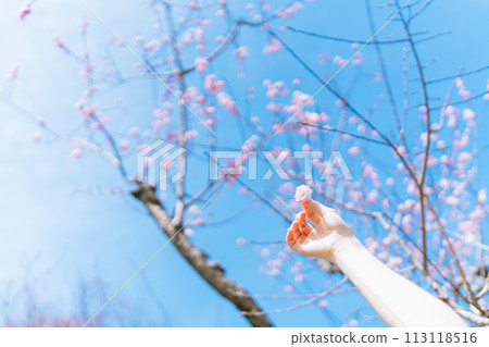 手掌上的櫻花 113118516