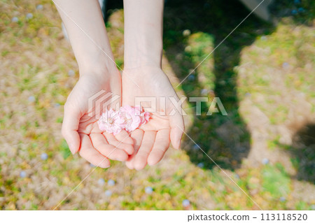 Cherry blossoms on the palm 113118520