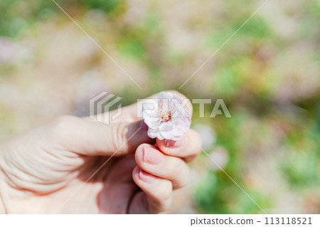 Cherry blossoms on the palm 113118521