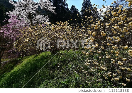 Bunpoji Temple in spring with cherry blossoms in bloom 113118588