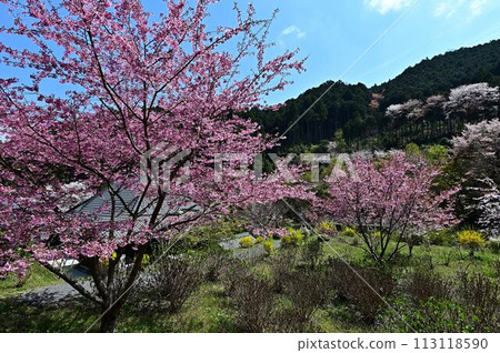 春天櫻花盛開的文寶寺 春天櫻花盛開的文寶寺 113118590