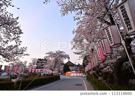 櫻花盛開的筱山城遺址 113118600