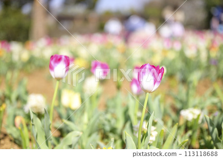 Pink tulip flower material image [Kanagawa Prefecture] 113118688