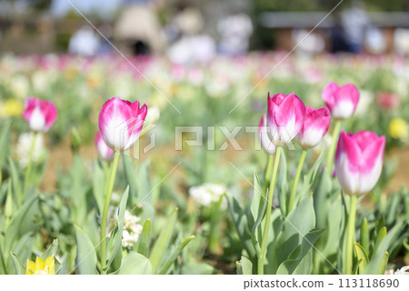 Pink tulip flower material image [Kanagawa Prefecture] 113118690