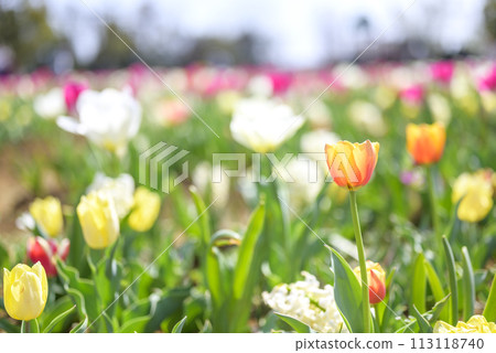 Orange tulip flower material image [Kanagawa Prefecture] 113118740