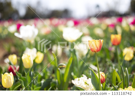 Orange tulip flower material image [Kanagawa Prefecture] 113118742