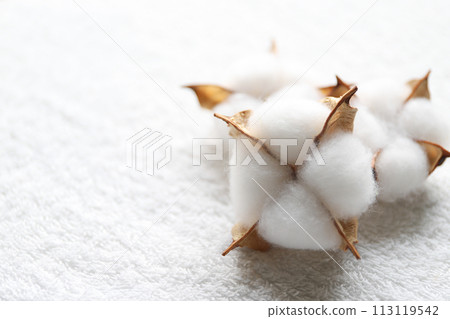 Cotton flower cotton 113119542