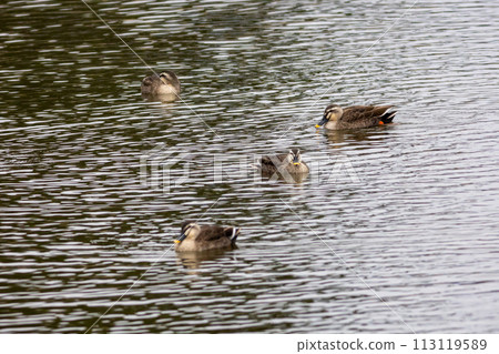 卡爾加莫在池塘里游泳 113119589