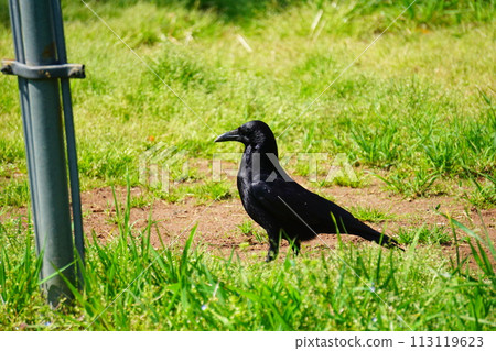 烏鴉 烏鴉 113119623
