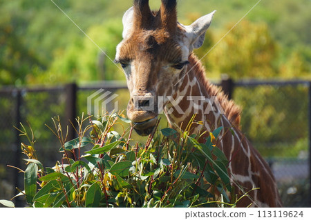 麒麟 麒麟 113119624