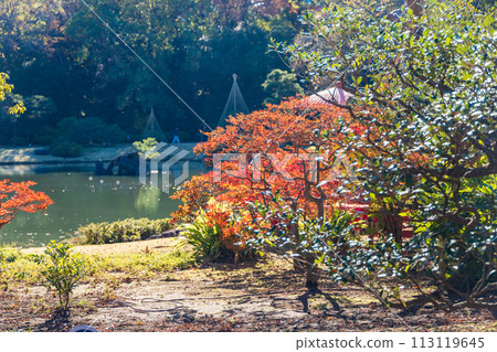 (Tokyo) Rikugien autumn leaves (Tokyo) Rikugien autumn leaves 113119645