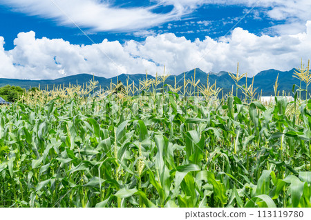 《山梨縣》夏季玉米田/八嶽田園風光 113119780