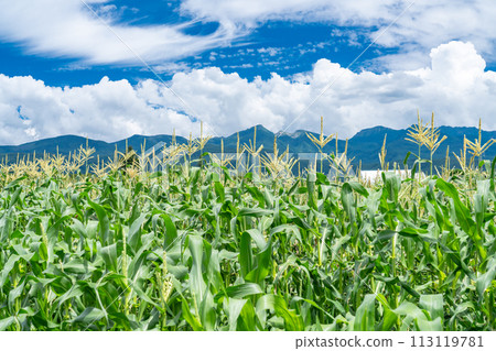 《Yamanashi Prefecture》Summer corn field/Rural scenery of Yatsugatake 113119781