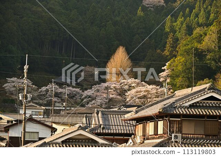 Uto Kannon in Spring 113119803