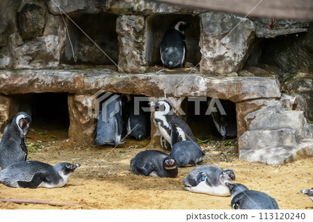 海角企鵝 113120240