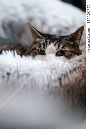 一隻貓在早晨的陽光下醒來 113120271