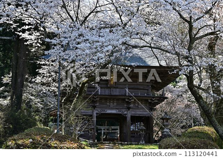 Bunpoji Temple in spring with cherry blossoms in bloom Bunpoji Temple in spring with cherry blossoms in bloom 113120441