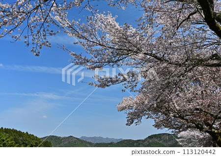 櫻花盛開的里山春天景色 113120442