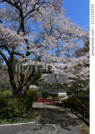 春天櫻花盛開的文寶寺 113120450