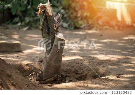 Deforestation service theme 113120483