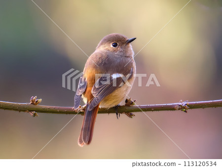 我不可愛嗎？女達烏爾紅尾鴝偶像名字Jobiko 113120534