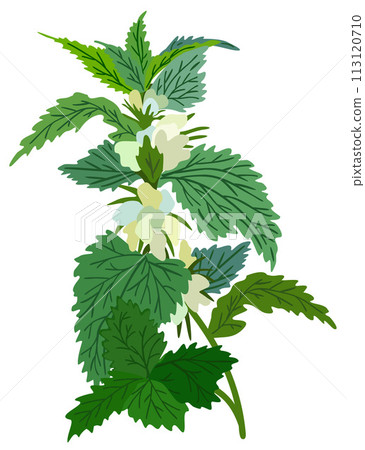 White dead nettle plant. Vector isolated illustration White dead nettle plant. Vector isolated illustration 113120710