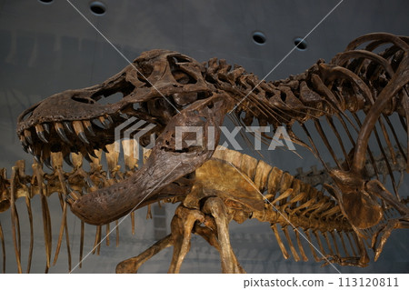 Tyrannosaurus fossil (reproduction) 113120811