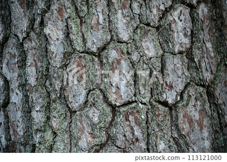松樹皮 113121000