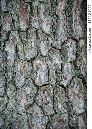 Pine tree bark Pine tree bark 113121002