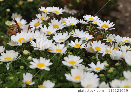 春天花園裡盛開的白色雛菊 春天花園裡盛開的白色雛菊 113121029