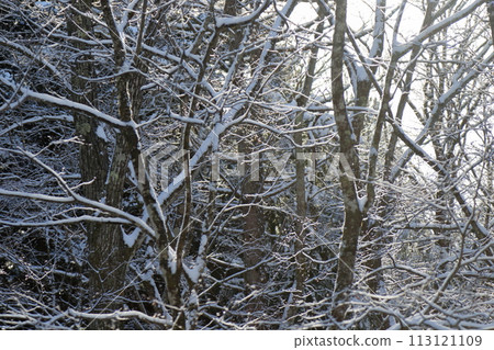 Snow camp Snow camp 113121109