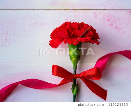 紅色康乃馨花 113121813