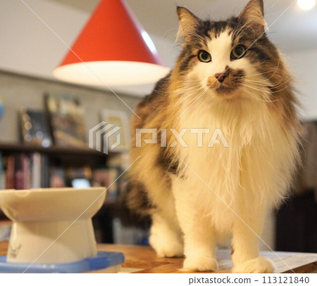 Norwegian forest cat sitting on a chair Norwegian forest cat sitting on a chair 113121840
