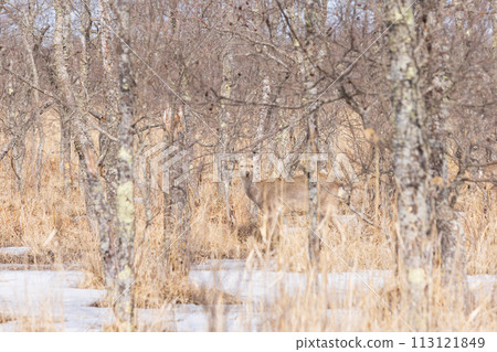 早春的釧路濕原與鹿 113121849