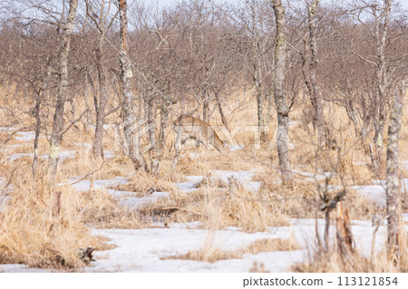 Kushiro Marsh in early spring with deer Kushiro Marsh in early spring with deer 113121854