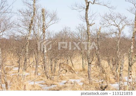 Kushiro Marsh in early spring with deer Kushiro Marsh in early spring with deer 113121855