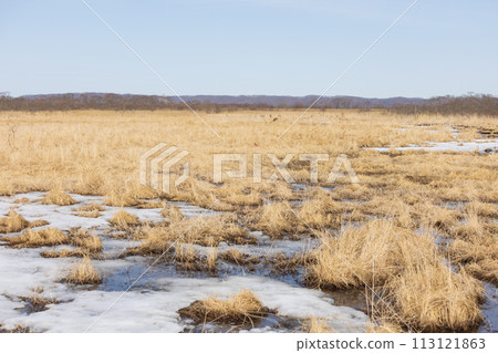 早春的釧路濕原與鹿 早春的釧路濕原與鹿 113121863